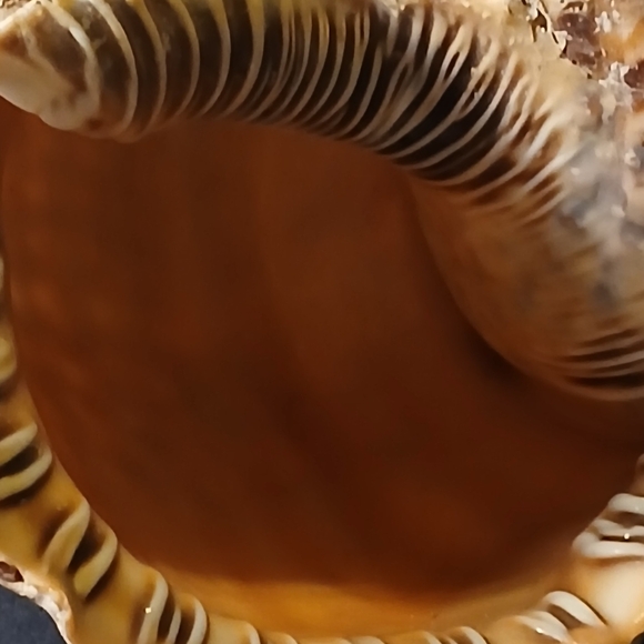 Iridescent Abalone Shell - Picture 11 of 15